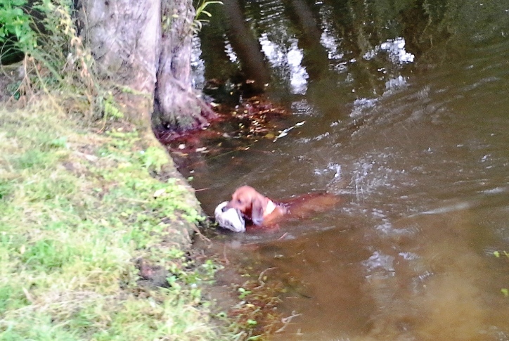 Dingo beim Wassertest